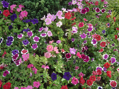 flower-garden